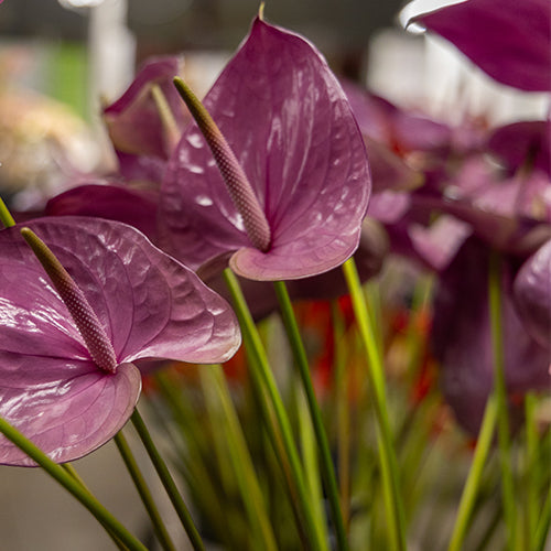 Purple Anthurium ‘Anthisiwa’ Cut Flowers – 35cm Stems