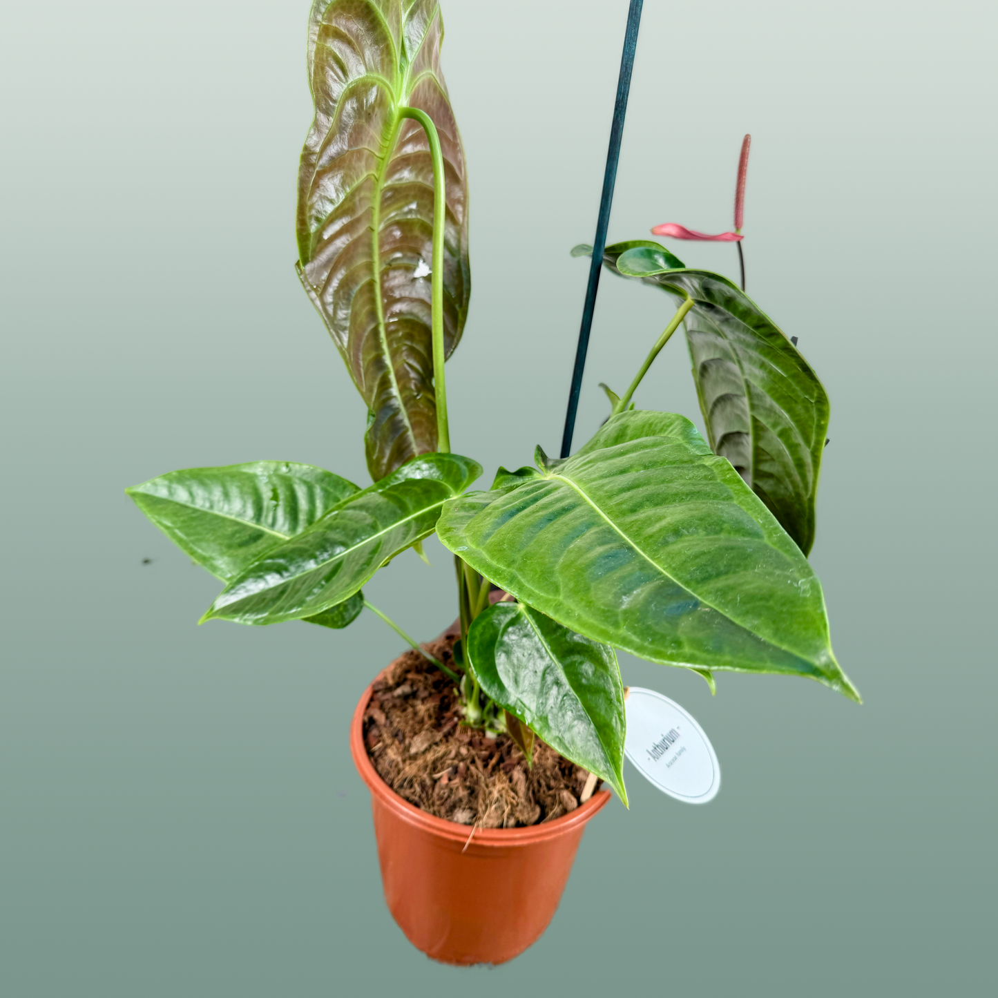 Anthurium Gemengd Special
