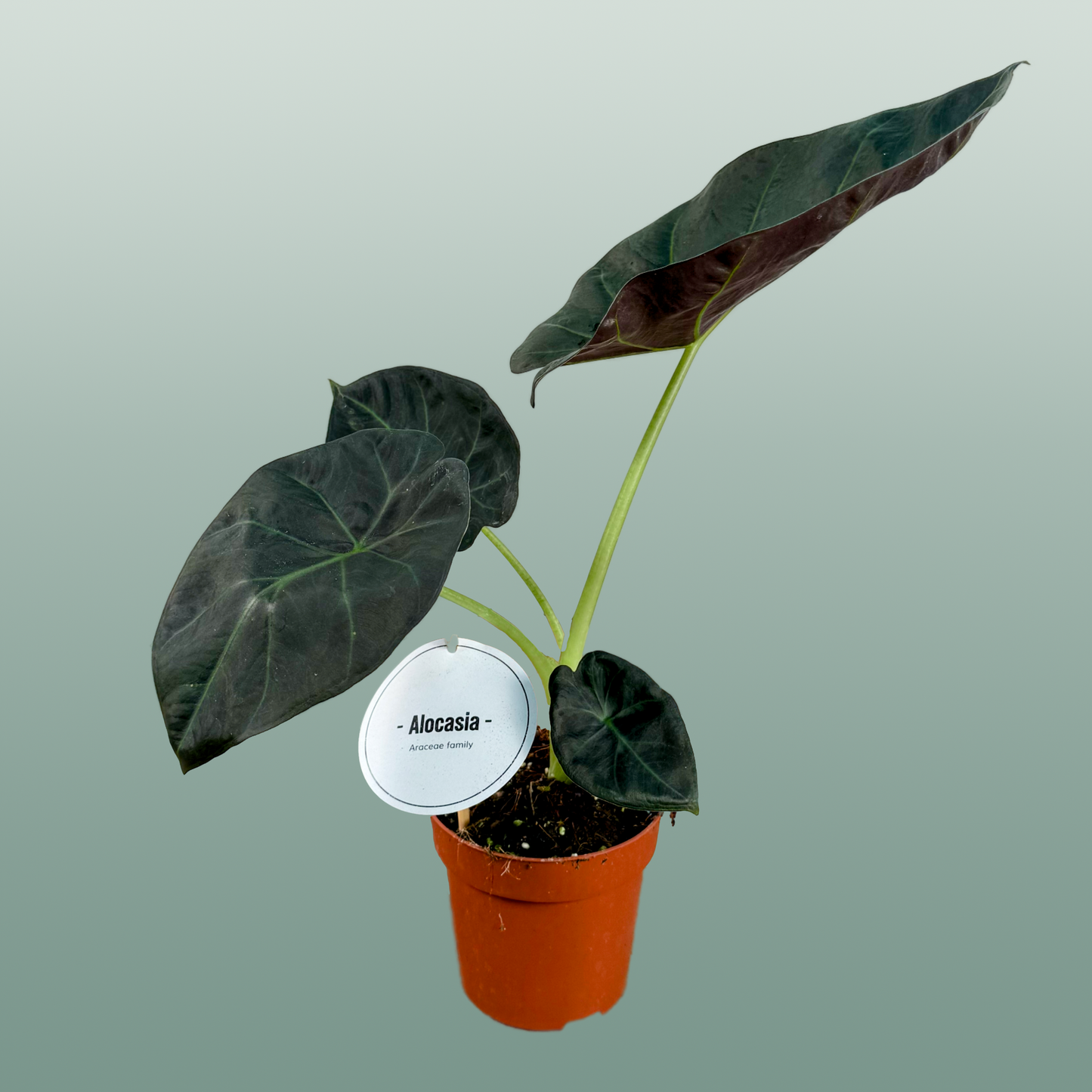 Anthurium Regale