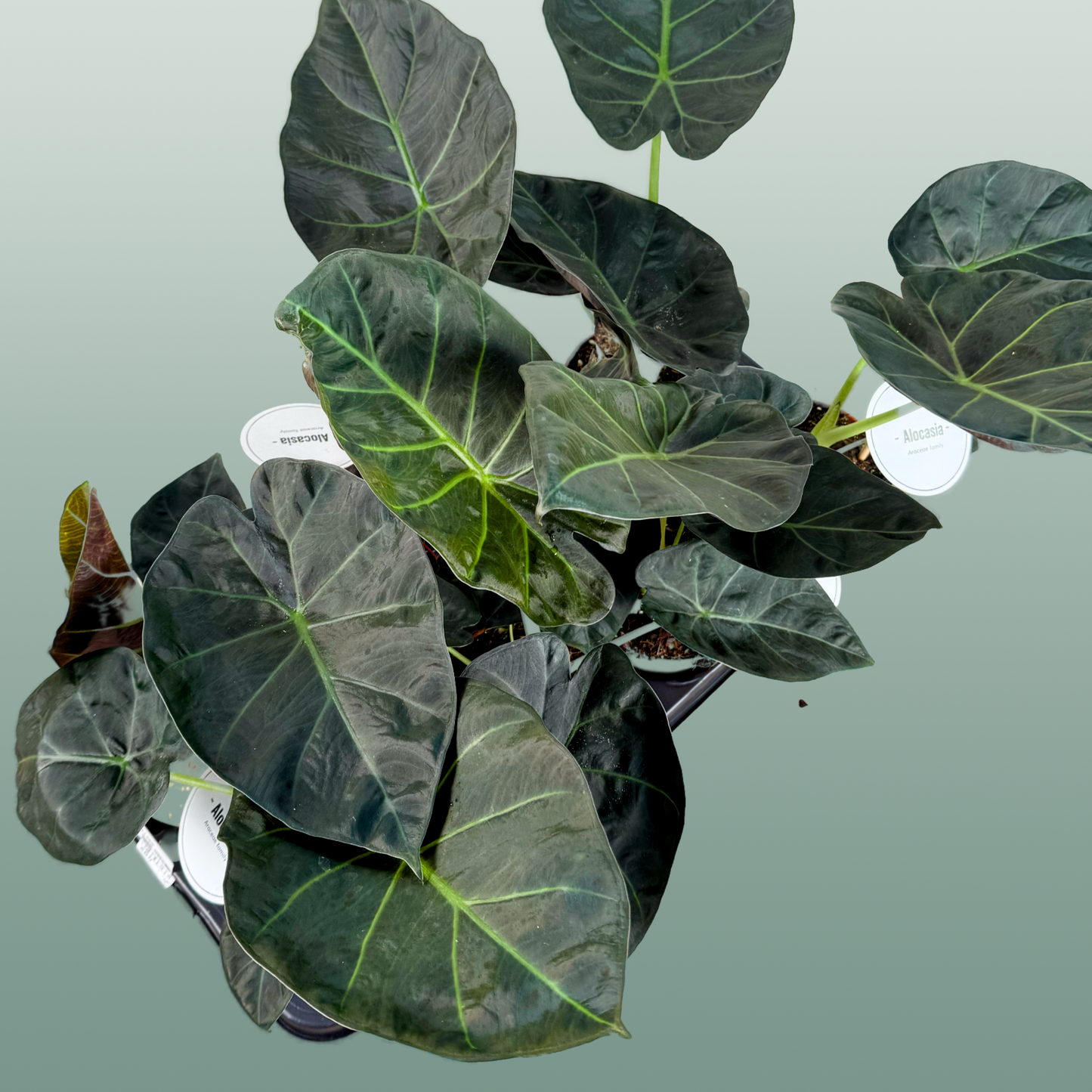 Anthurium Regale