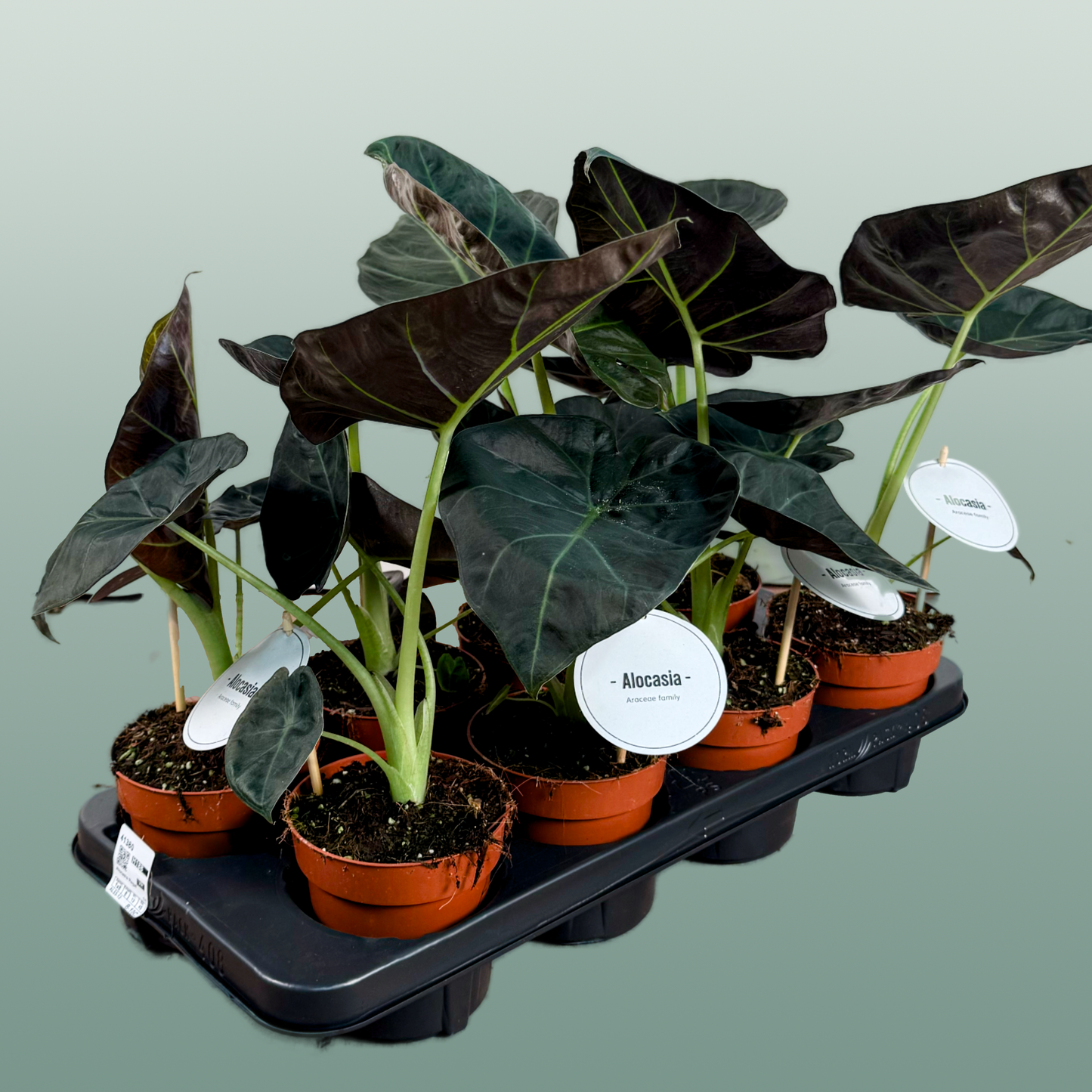 Anthurium Regale