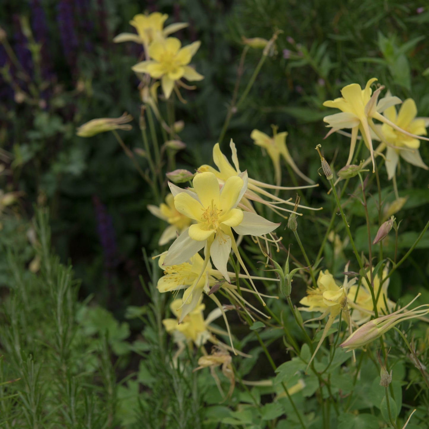 Aquilegia 'Spring Magic Yellow' 9cm