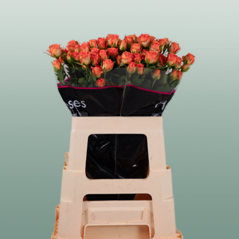 Spray Rose - Rosa - Ariya