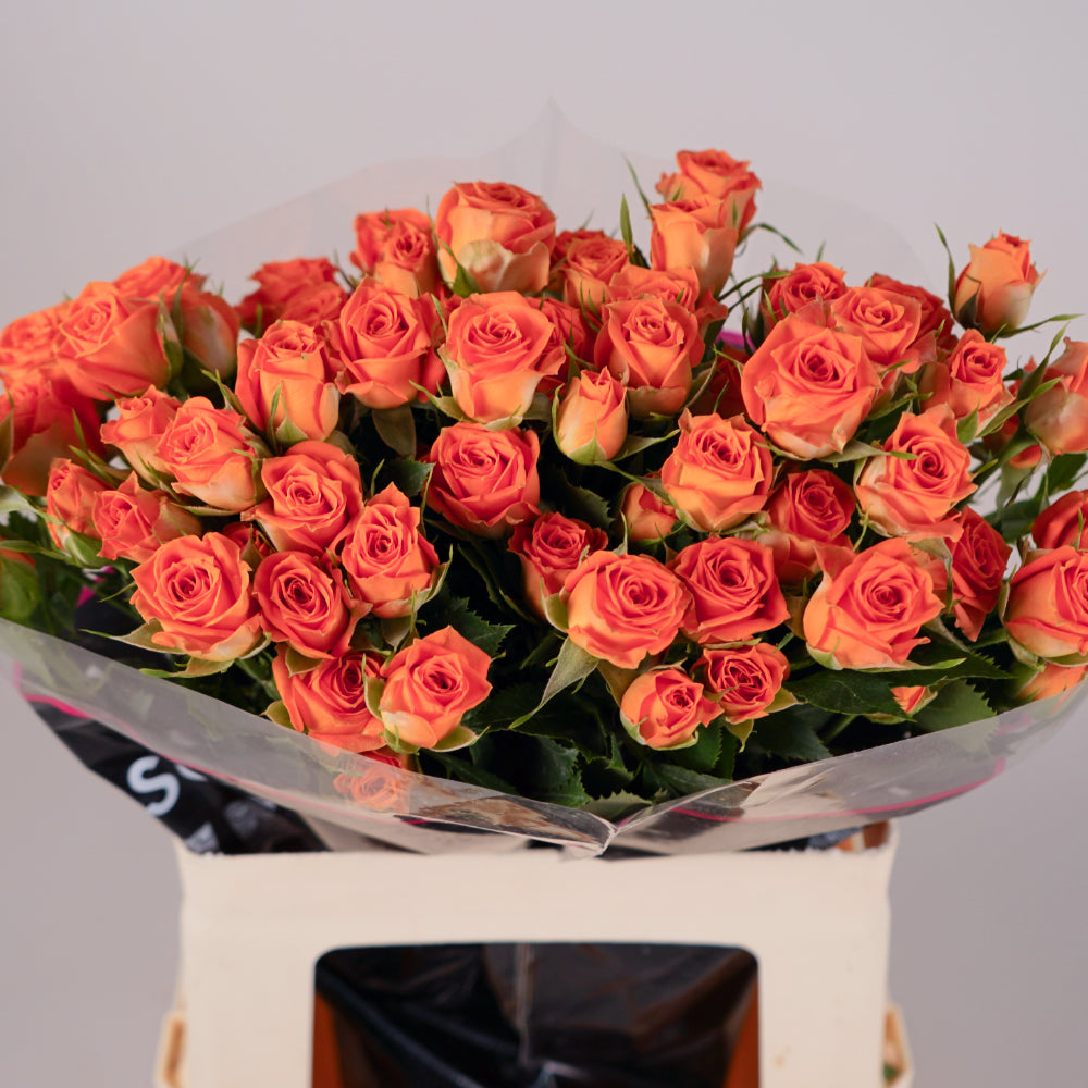 Spray Rose - Rosa - Ariya