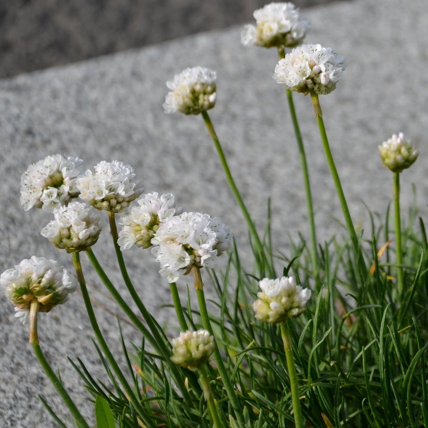 Armeria pseudarmeria White 9cm / 3L