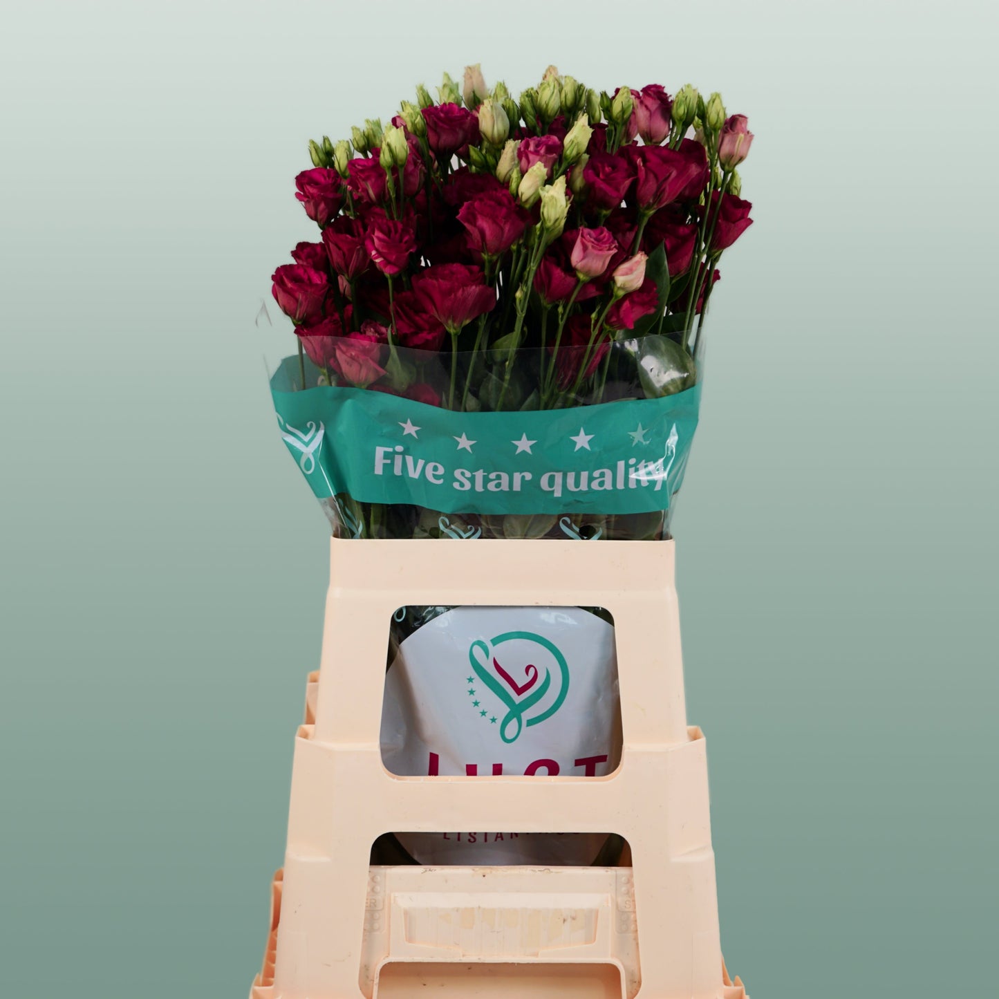 Red Lisianthus ‘Arosa Red’ – 70cm Stems