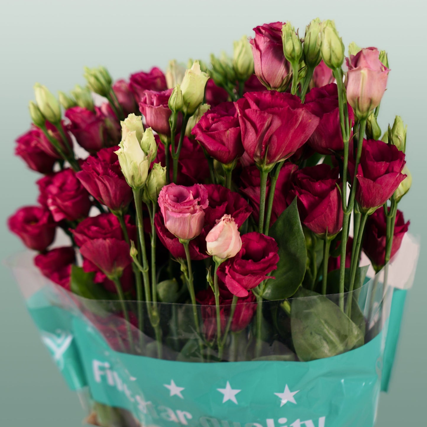 Red Lisianthus ‘Arosa Red’ – 70cm Stems