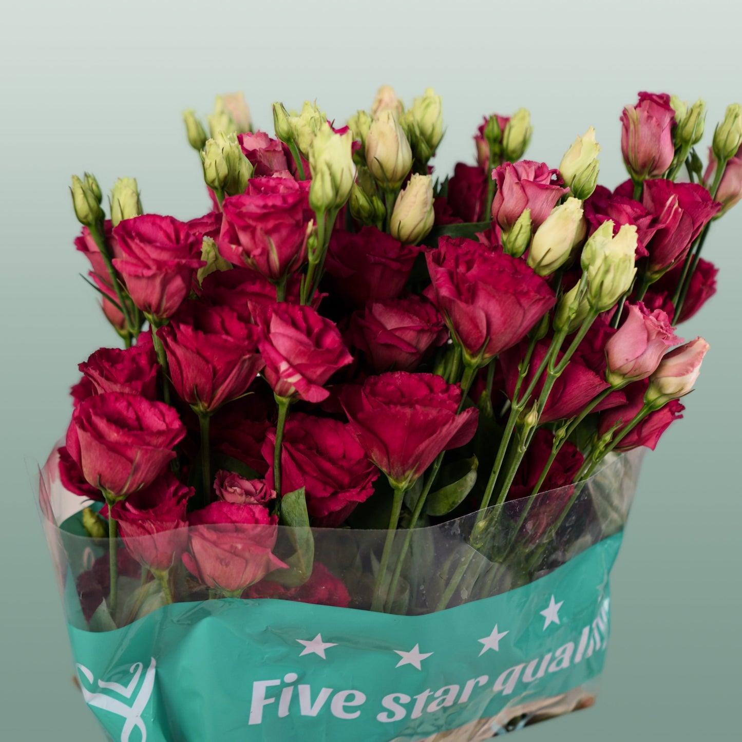 Red Lisianthus ‘Arosa Red’ – 70cm Stems
