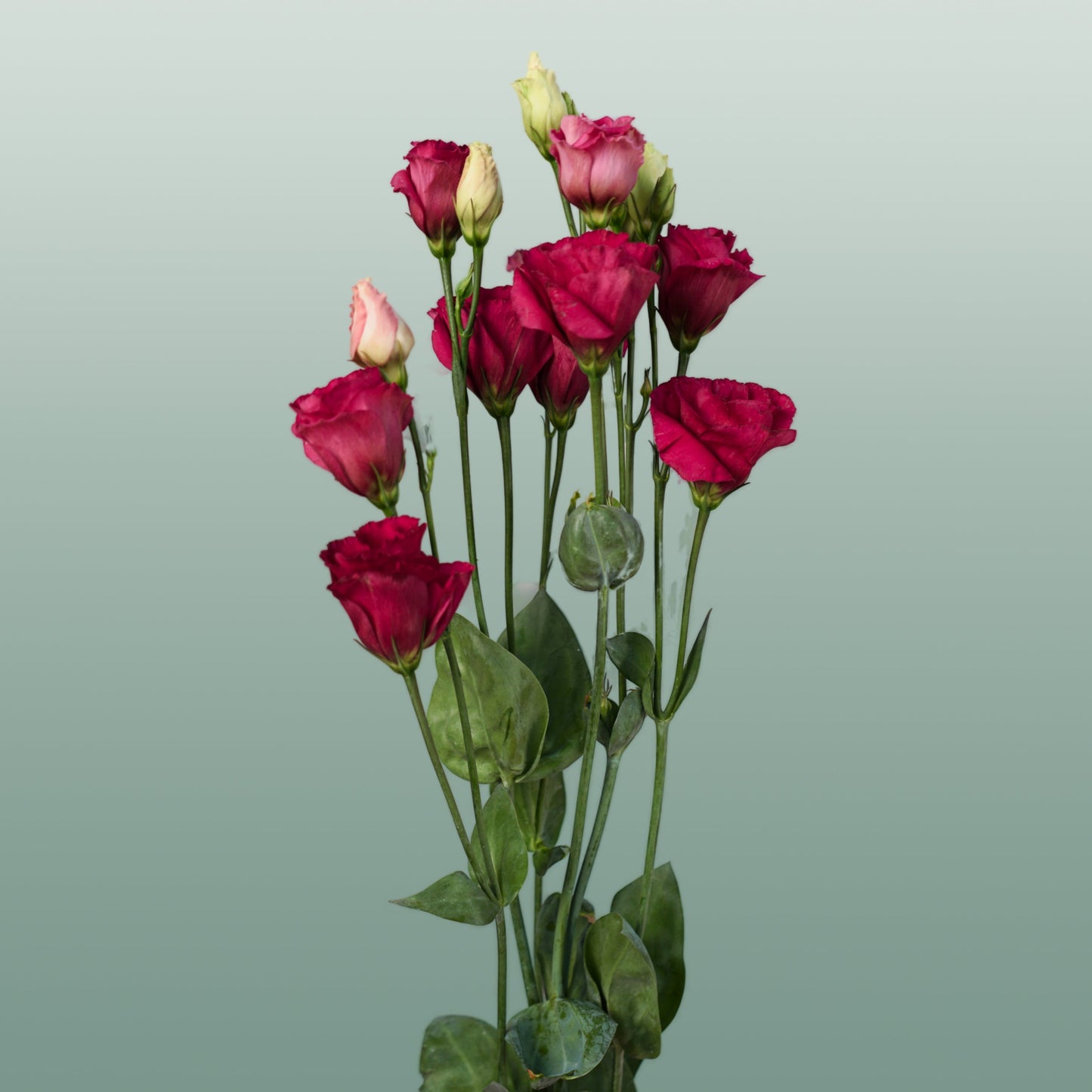 Red Lisianthus ‘Arosa Red’ – 70cm Stems