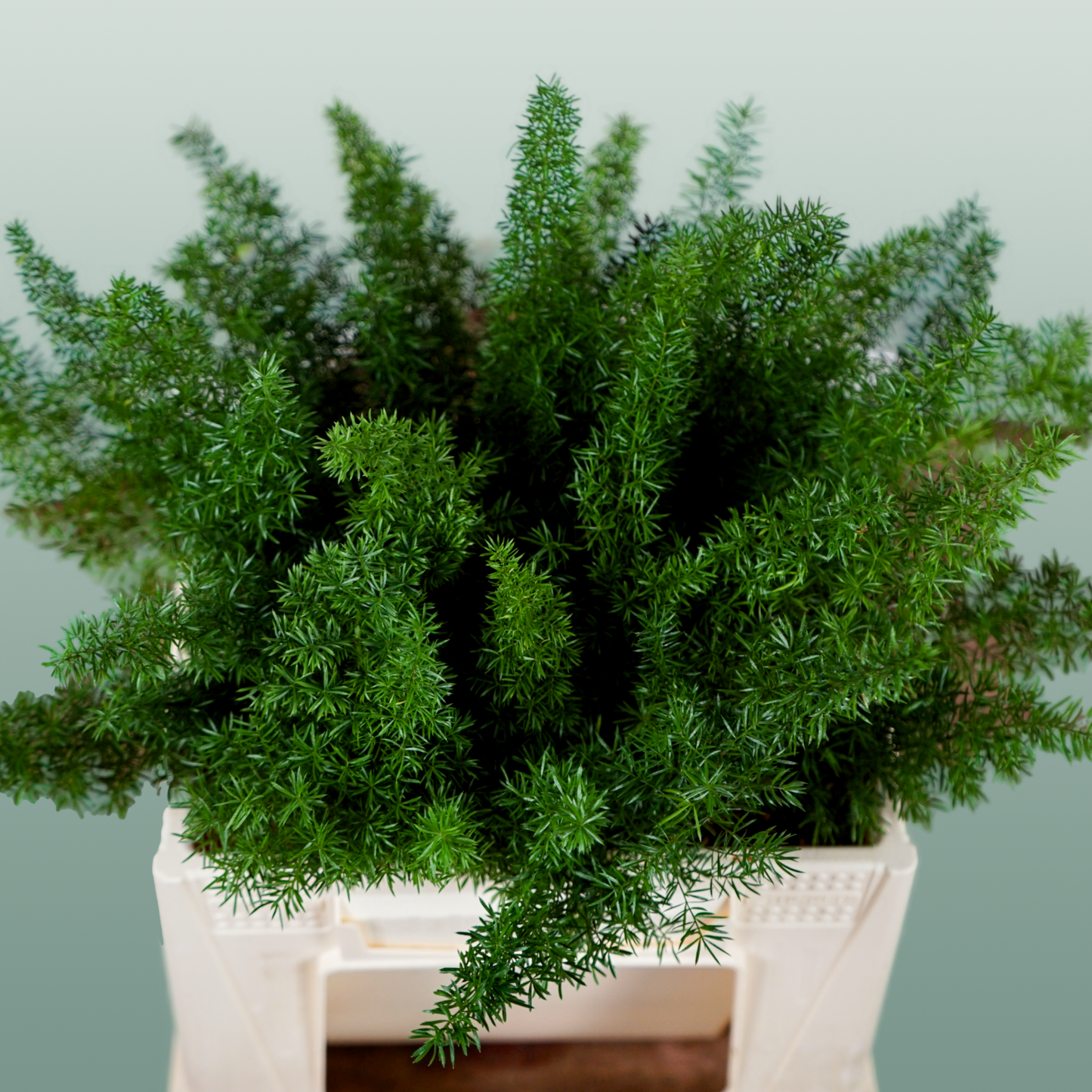 Asparagus Foliage - Asparagus - Myers