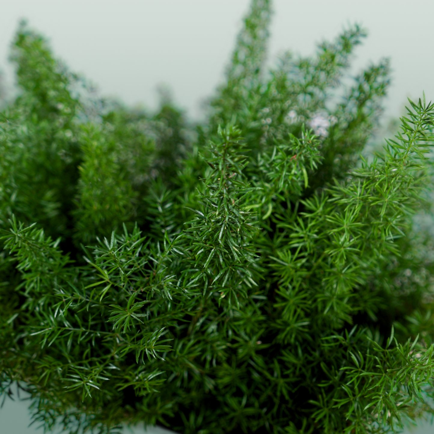 Asparagus Foliage - Asparagus - Myers