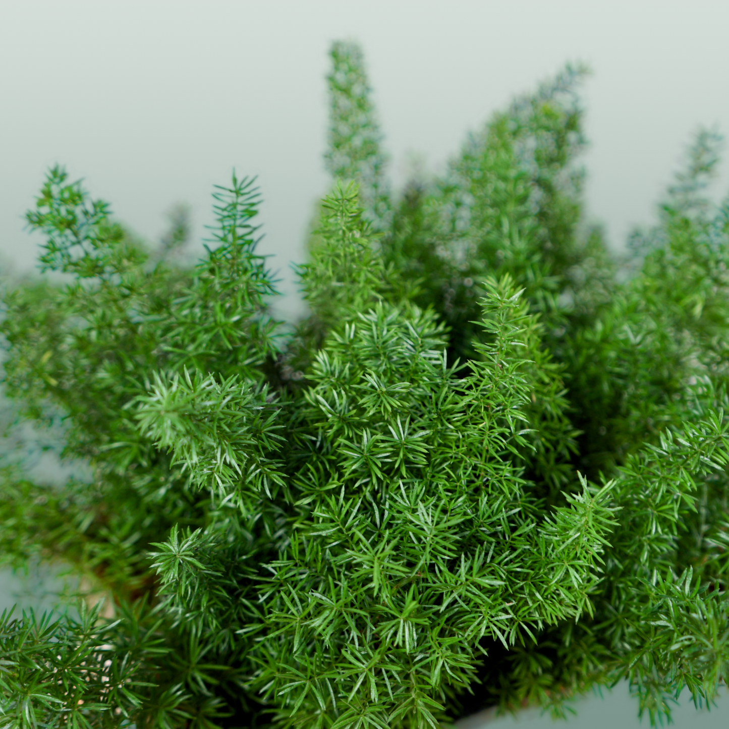 Asparagus Foliage - Asparagus - Myers