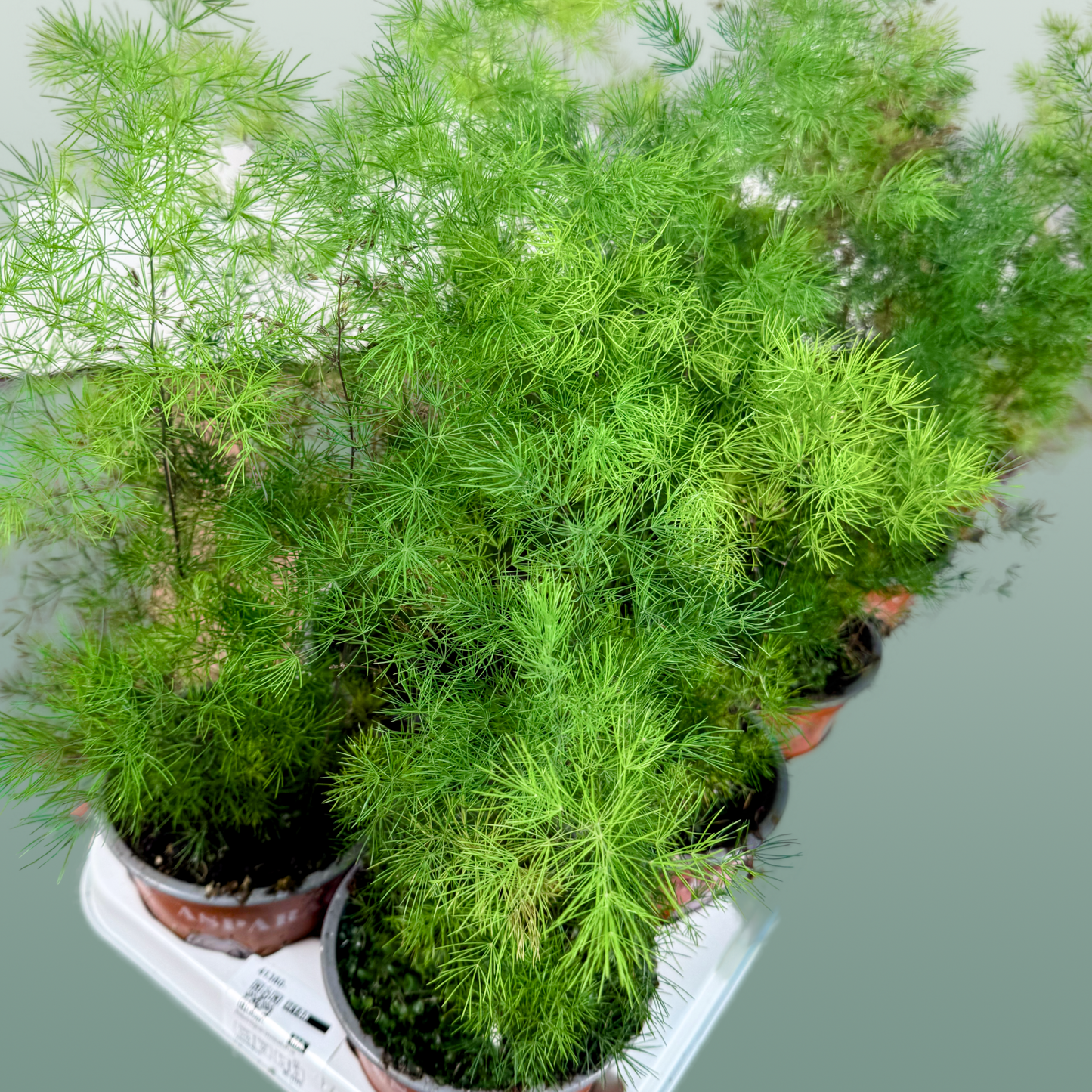 Asparagus Umbellatus