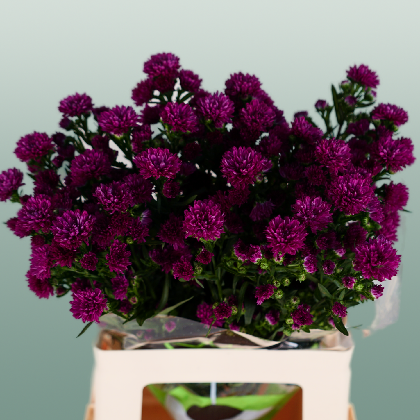 Purple Aster Claudia Cut Stems – 80cm