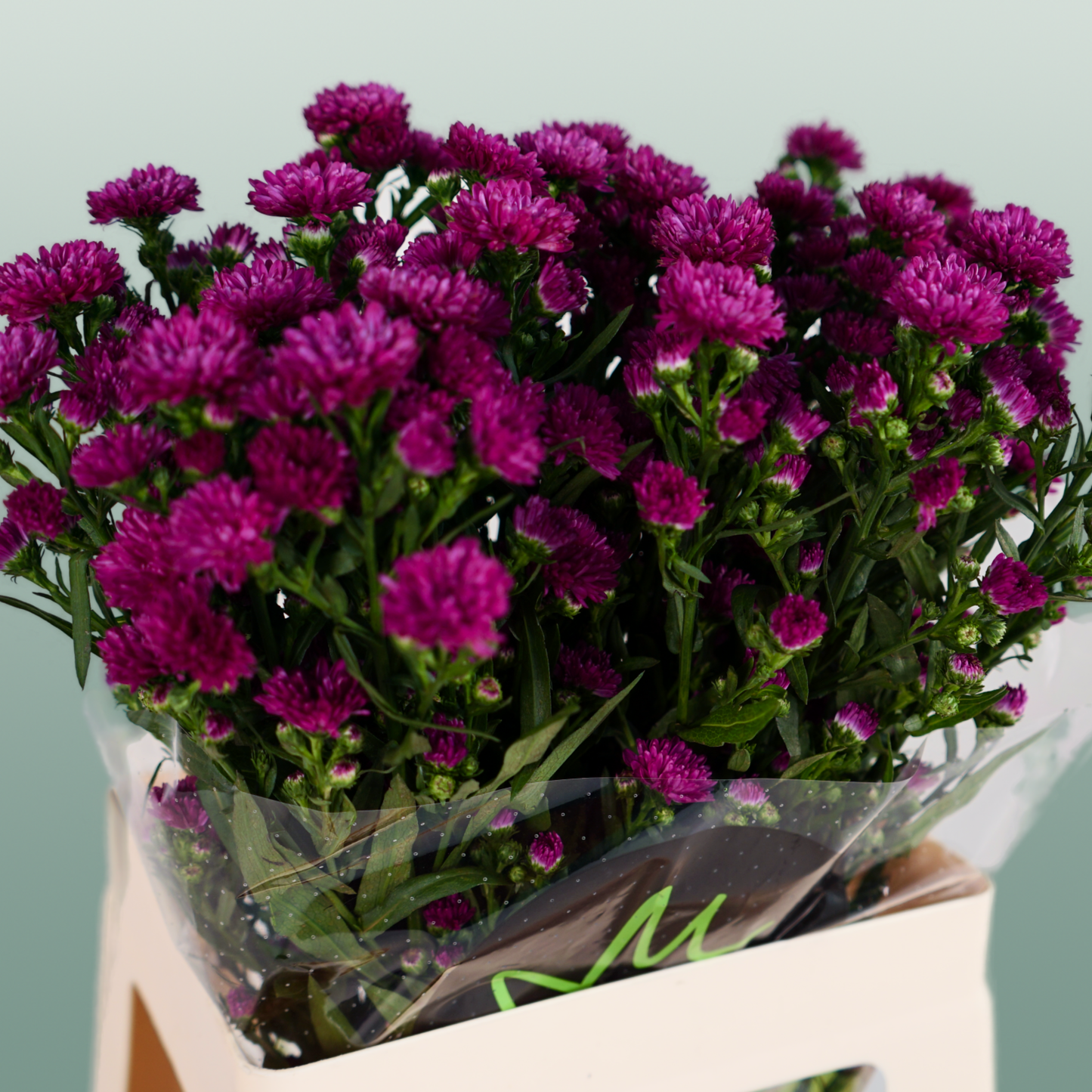 Purple Aster Claudia Cut Stems – 80cm