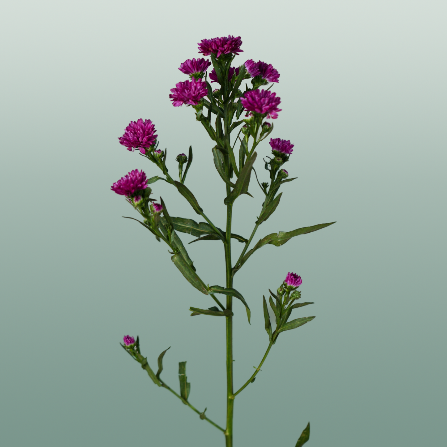 Purple Aster Claudia Cut Stems – 80cm
