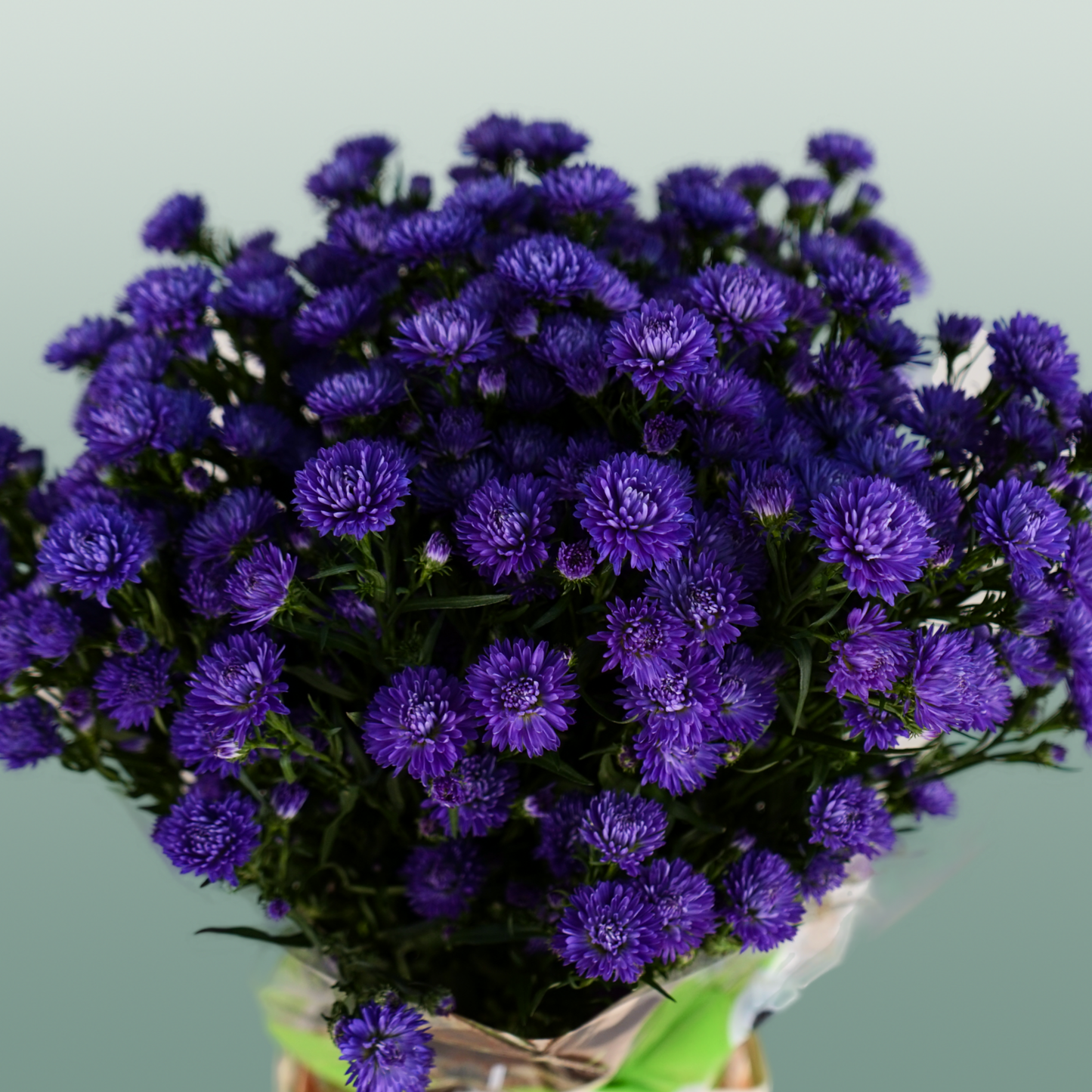 Purple Aster ‘Flash’ Cut Flowers – 80cm Stems