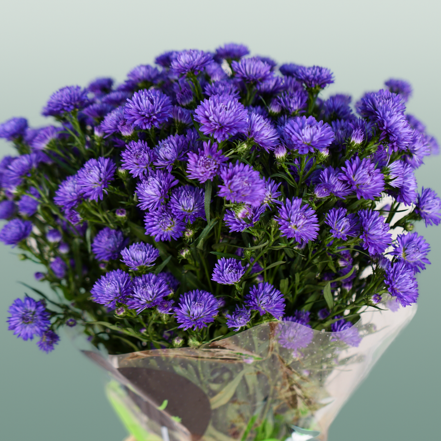 Purple Aster ‘Flash’ Cut Flowers – 80cm Stems