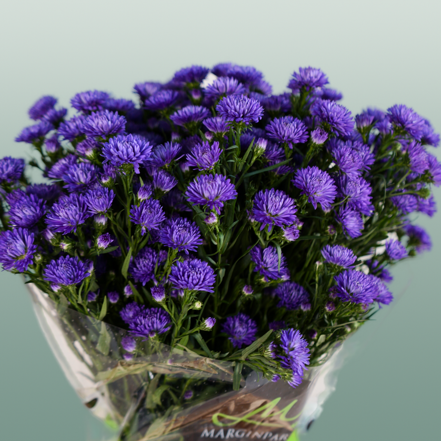 Purple Aster ‘Flash’ Cut Flowers – 80cm Stems