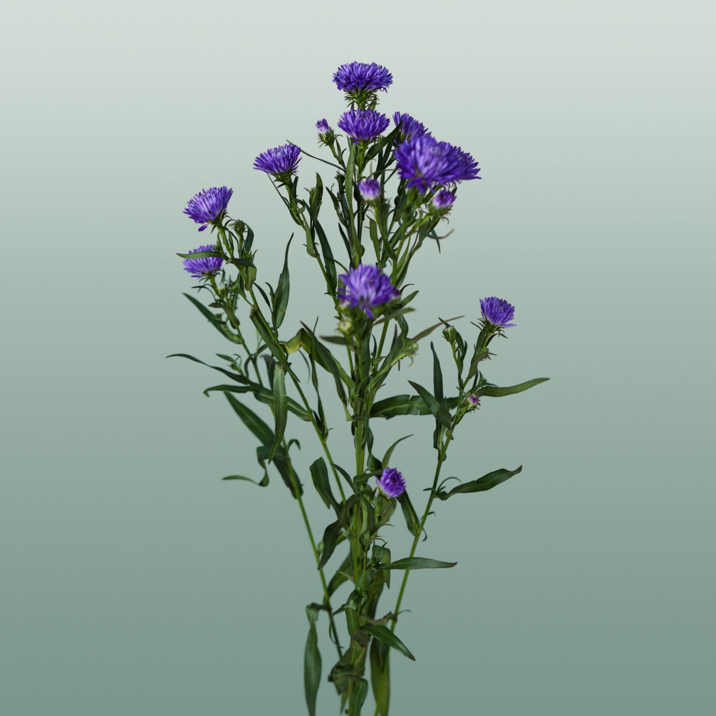 Purple Aster ‘Flash’ Cut Flowers – 80cm Stems
