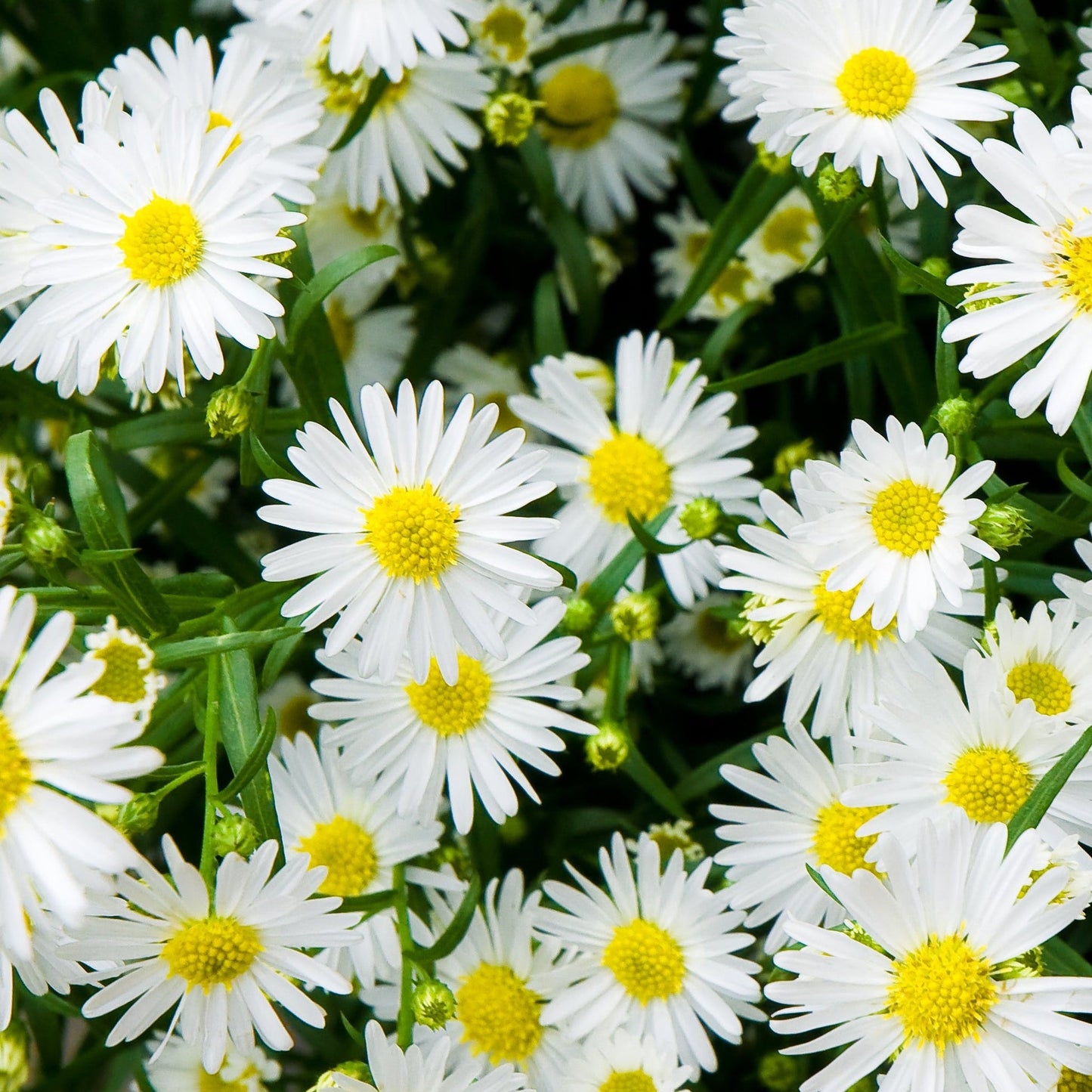 Aster ager. Ashvi 9cm