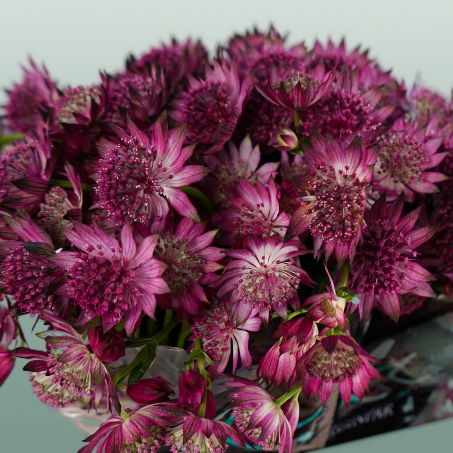 Pink Astrantia ‘Roma’ Cut Stems – 50cm