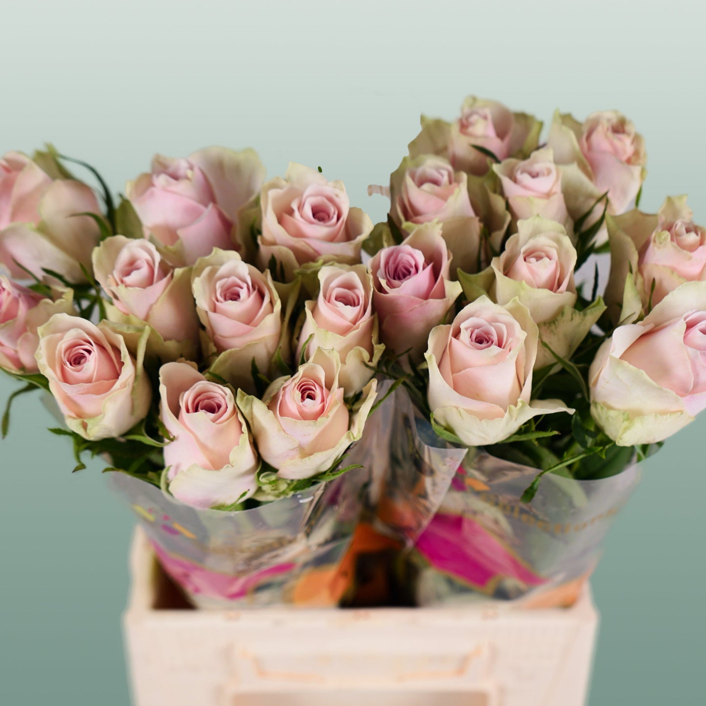 Rose - Rosa - Pink Athena