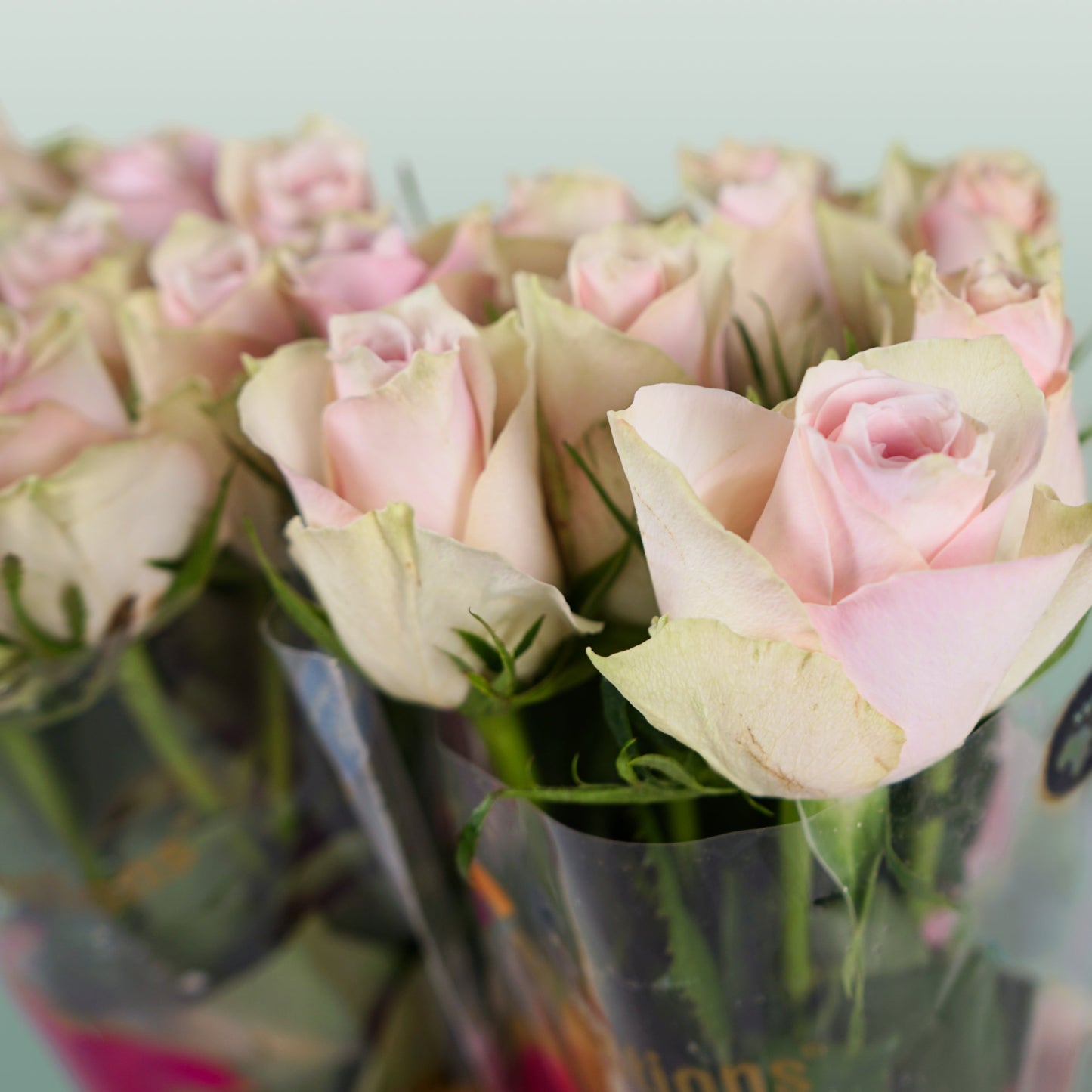 Rose - Rosa - Pink Athena
