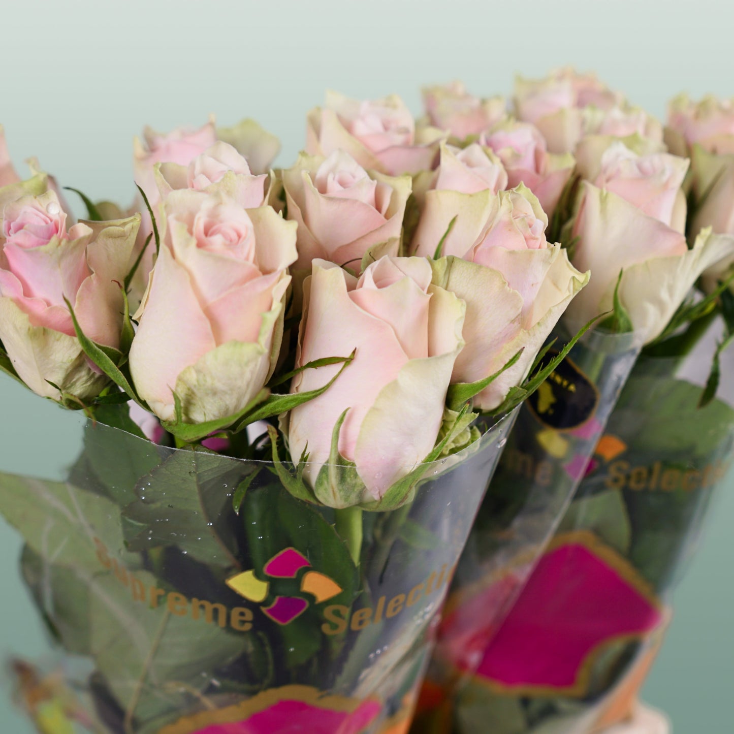 Rose - Rosa - Pink Athena