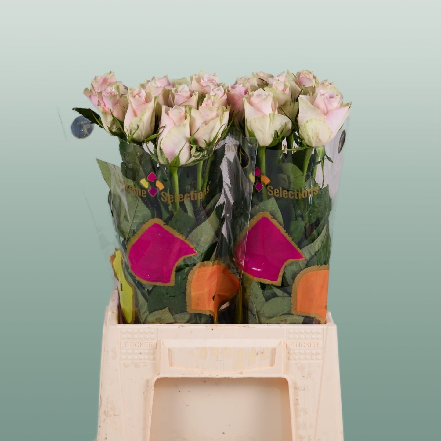 Rose - Rosa - Pink Athena