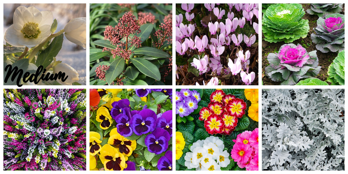 Autumn & Winter Flowering Mix