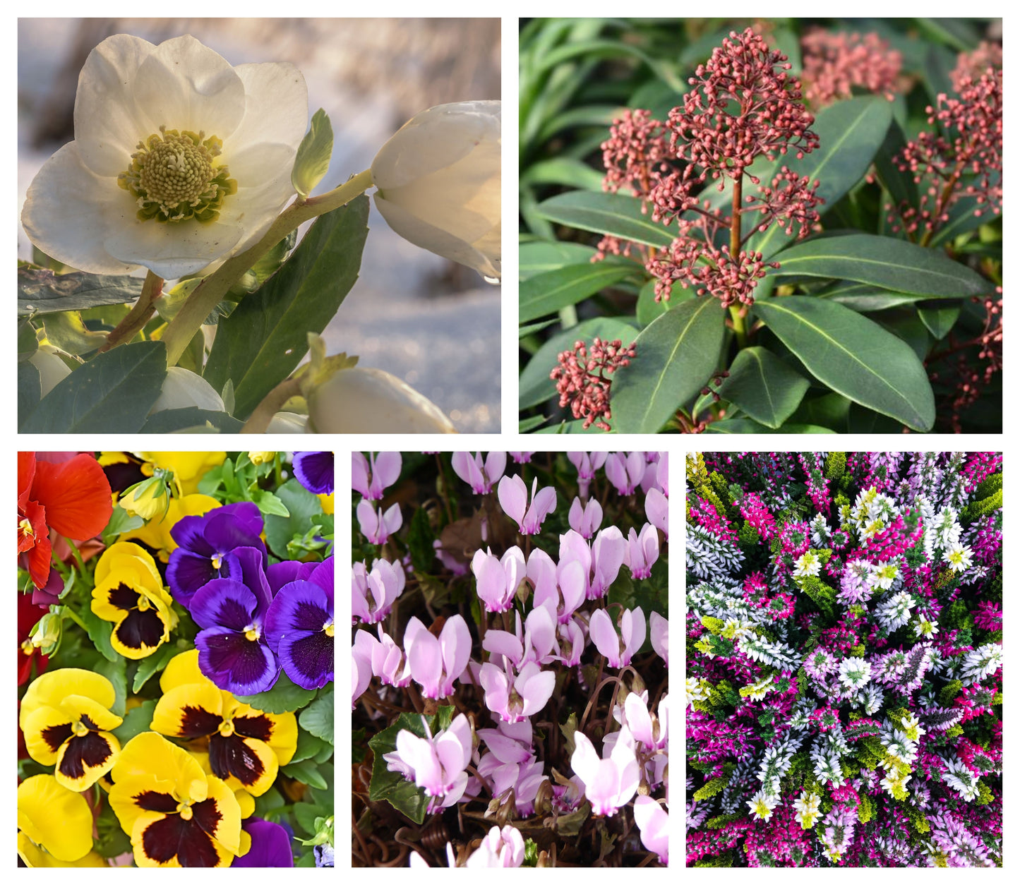 Autumn & Winter Flowering Mix