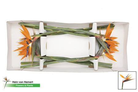 Bird of Paradise (Strelitzia reginae) – 60cm Orange Stems