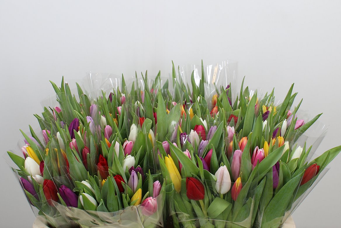 Tulip Vibrant Mix Wholesalers Choice