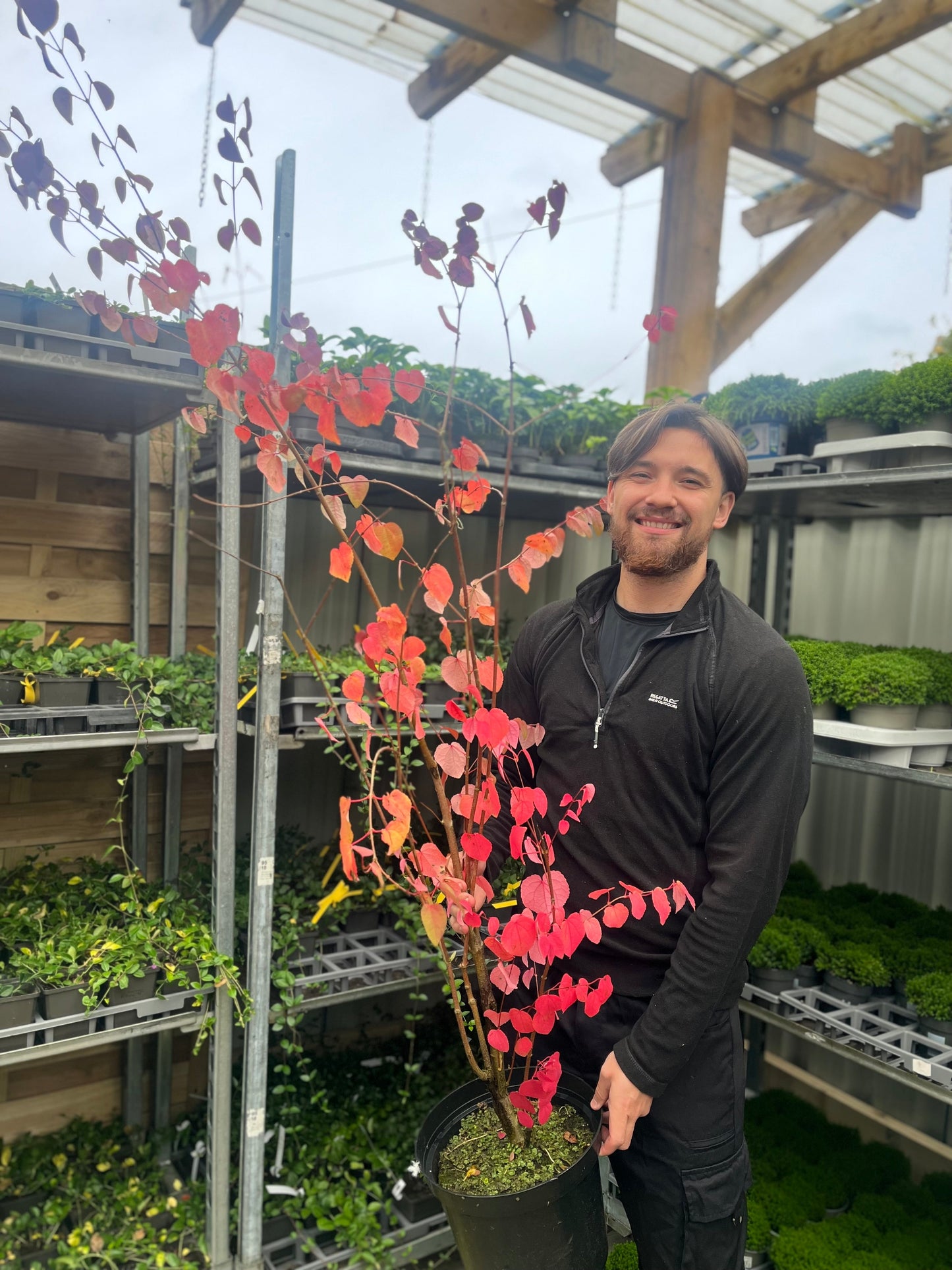 Cercidiphyllum japonicum Katsura 7.5L