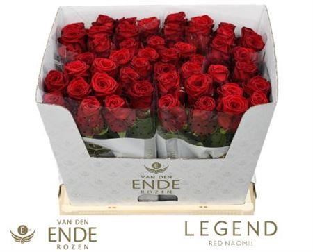 Rose - Rosa - Red Naomi Van Den Ende