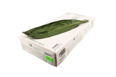 Cordeline Green Tie