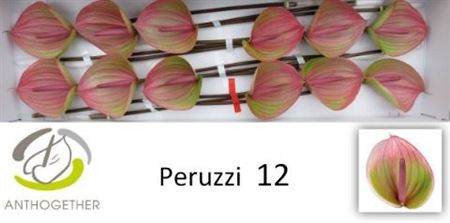 Anthurium Plant