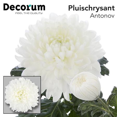 Chrysanthemum G Antonov