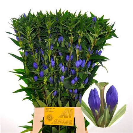Blue Gentiana ‘Kagayaki’ – 80cm Stems