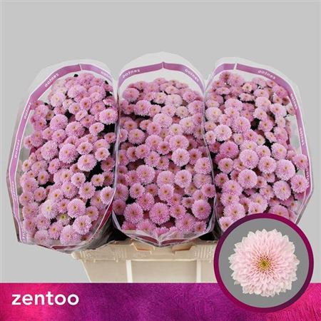 Chrysanthemum Santini Miller Pearl
