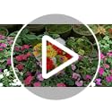 Bagari 41cm Artificial Flowers for Graves- Fake Bunch with 16 Heads Large Mixed Ivory- Red-Orange Bush Flowers Delivery Next Day Prime- Plastic Fresh Bouquet for Outdoor & Indoor Events Wedding Party