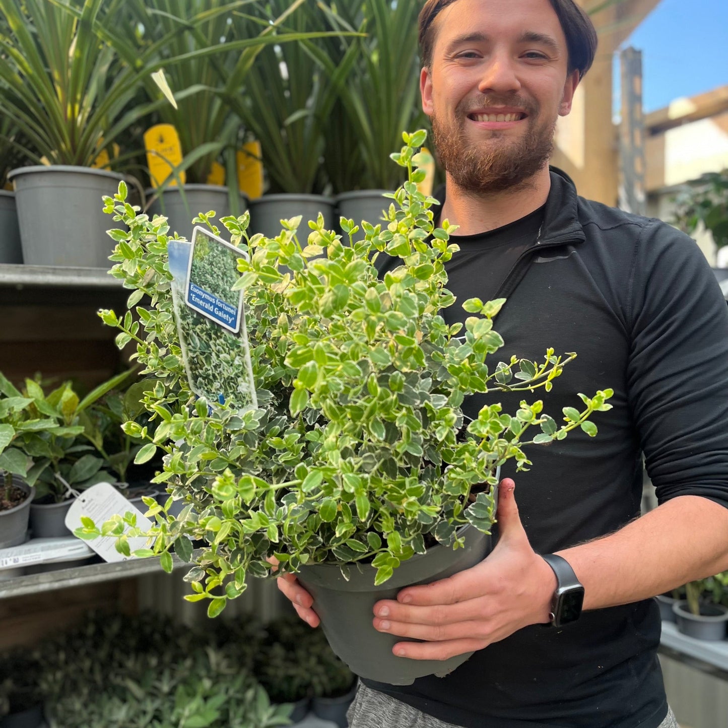 Euonymus fortunei €˜Emerald Gaiety€™ 1L / 5L