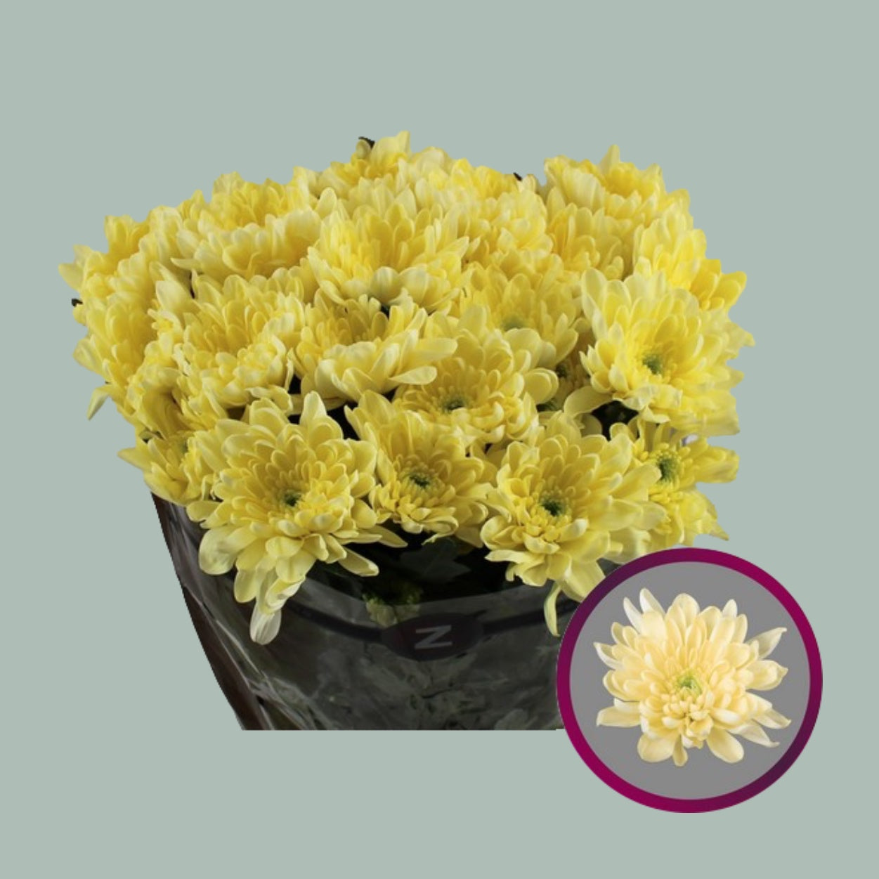 Spray Chrysanthemum - Chrysanthemum - Baltica Cream