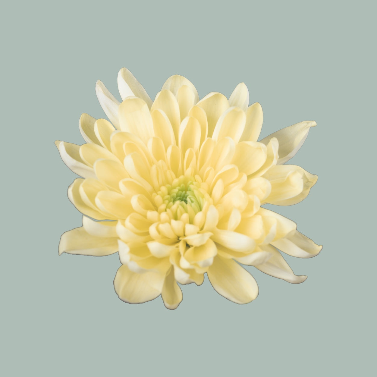 Spray Chrysanthemum - Chrysanthemum - Baltica Cream