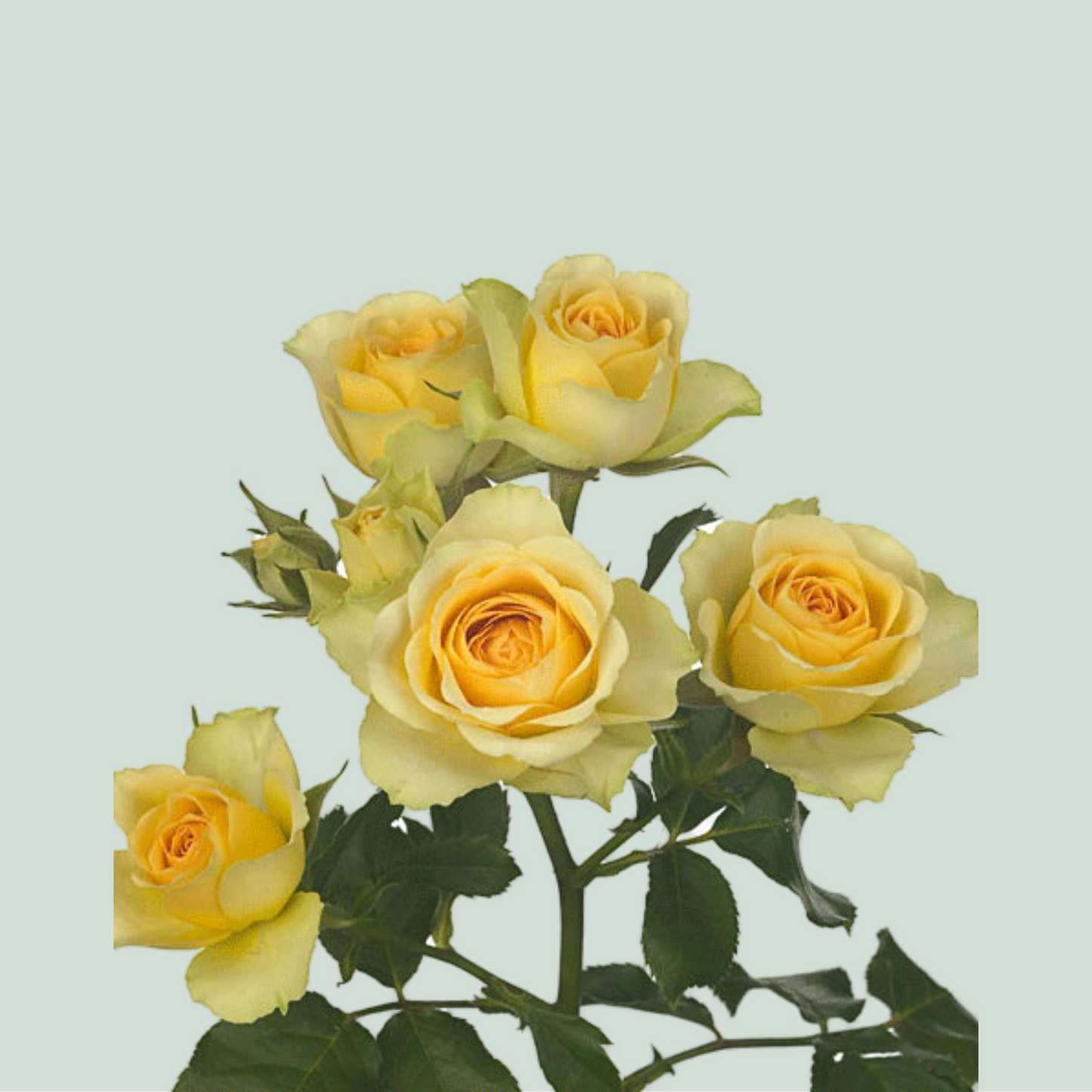 Spray Rose - Rosa - Bandolero
