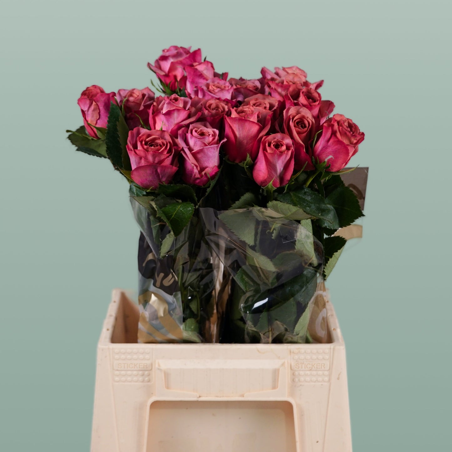 Rose - Rosa - Barista