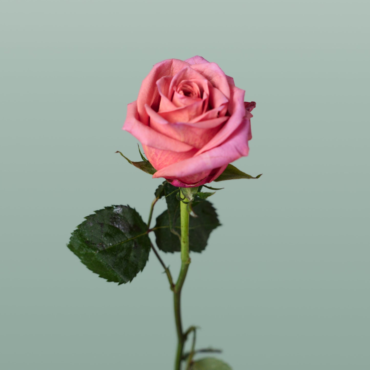 Rose - Rosa - Barista