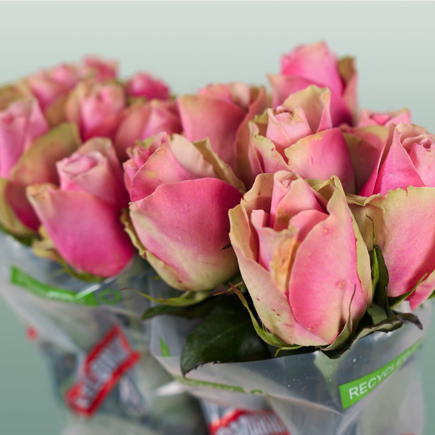Rose - Rosa - Belle Rose