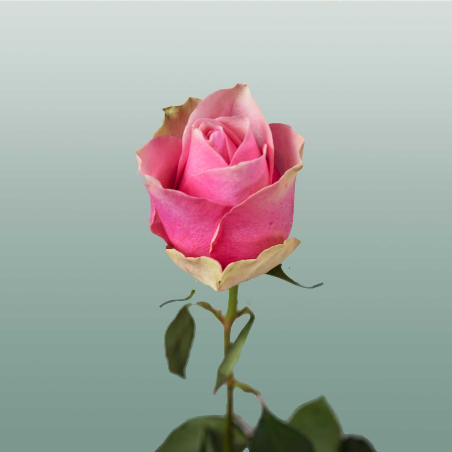 Rose - Rosa - Belle Rose